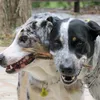 dogadicto