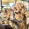 auzziecamel