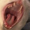 berlfu