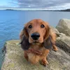 sammythecrab