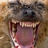 frankiethehyena