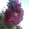 anas1234455a