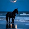 black.hors.88milan