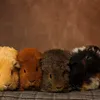 peakpiggies