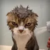 very_angry_cat1