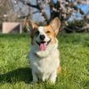 ketchupthecorgi