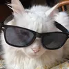 gato.blanco1