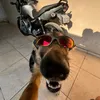amvk12