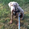 bandit_the_fawn_dobie