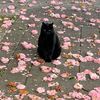catugly