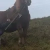 krisztoferlakatos6