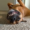 mollybias