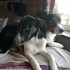 justagirlandherdogs2