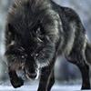 dark_wolf_0915