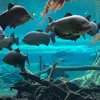 username195082