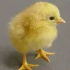 zeeeeeeeeeeeeee.cu
