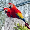 amourmacaw