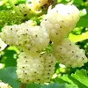 ouafaerachid6