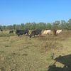 the_a_cow_tant