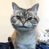 murmyao
