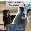 voncazaresrottweiler
