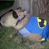 batman_capivara