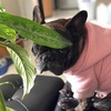 bobeauxthefrenchie