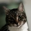 334cat