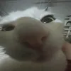 danielfhd