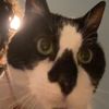 suzythemeow