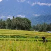 tulangpunggung21
