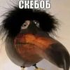 skebober