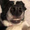 brbordercollies