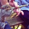 bluntblowinent