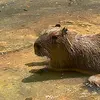 capybara_fan_53