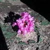 priscillaed