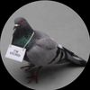 .stupid_pigeon.com