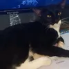 warnabangsa