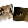 miss_fizzy_and_mr_ginger