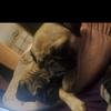 daisy_duke_puglove