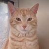 mexican_catmom