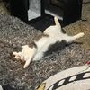 plooshcat