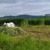 rumputpakchong