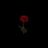 roseyvibesonly