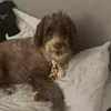 kdogkdog21