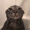 monkecatbakes