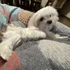 grilida