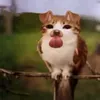hxivdownxukqlanyy