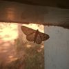 serenitysana