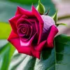 yousifmahamad690